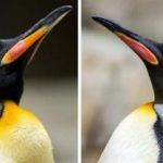 El zoo de Hamburgo contará con al menos dos parejas de «pingüinos gais»