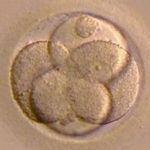 El Senado francés aprueba la apertura de la reproducción asistida a las parejas de mujeres, pero elimina la financiación de los tratamientos